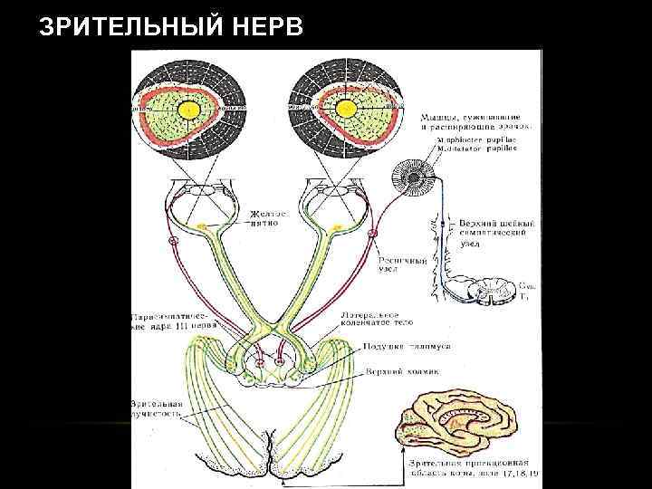 ЗРИТЕЛЬНЫЙ НЕРВ 