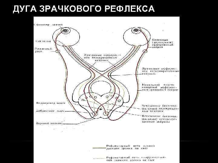 ДУГА ЗРАЧКОВОГО РЕФЛЕКСА 
