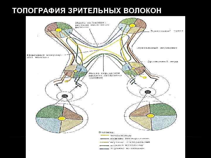 ТОПОГРАФИЯ ЗРИТЕЛЬНЫХ ВОЛОКОН 