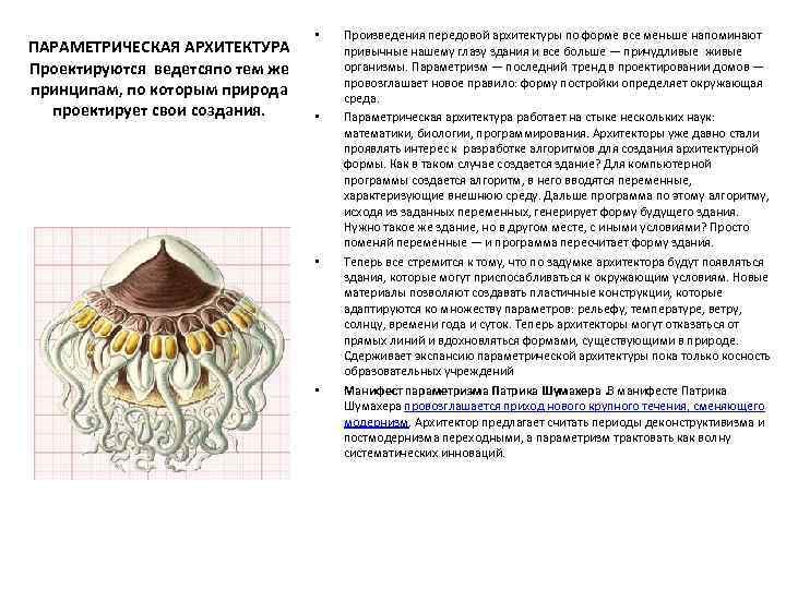 ПАРАМЕТРИЧЕСКАЯ АРХИТЕКТУРА Проектируются ведетсяпо тем же принципам, по которым природа проектирует свои создания. •