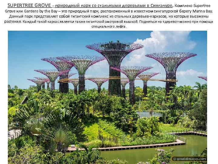 SUPERTREE GROVE – природный парк со стальными деревьями в Сингапуре. Комплекс Supertree Grove или