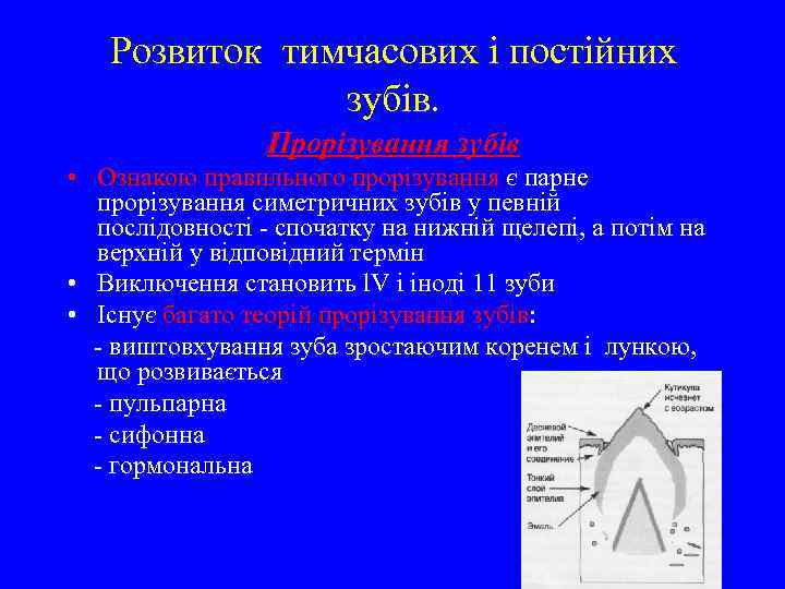 Розвиток тимчасових і постійних зубів. Прорізування зубів • Ознакою правильного прорізування є парне прорізування