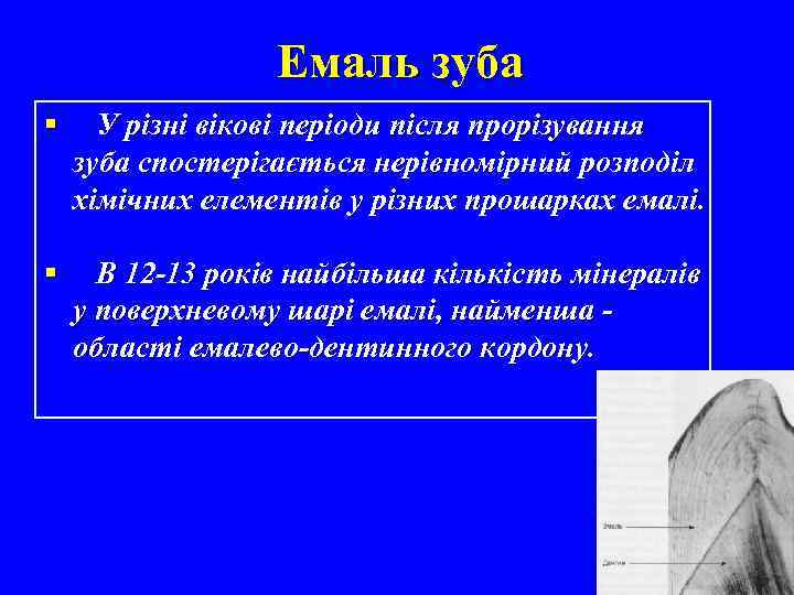 Емаль зуба § У різні вікові періоди після прорізування зуба спостерігається нерівномірний розподіл хімічних