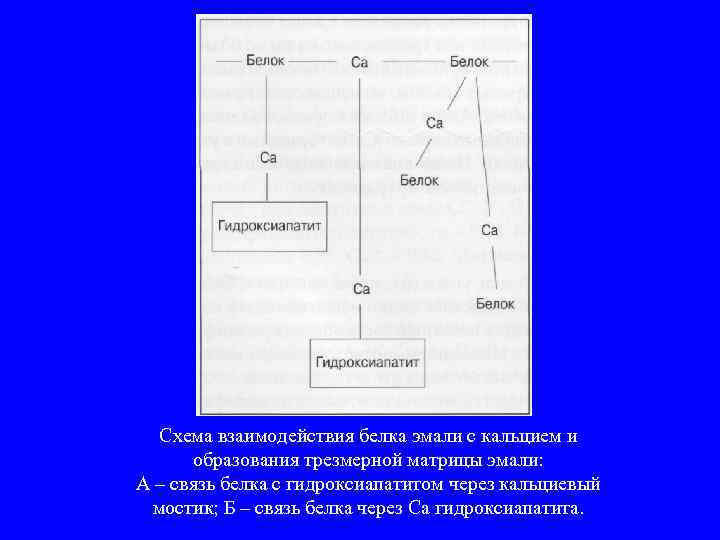 Схема взаимодействия белка эмали с кальцием и образования трезмерной матрицы эмали: А – связь