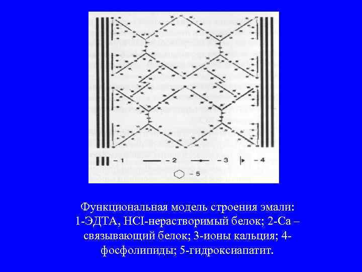 Функциональная модель строения эмали: 1 -ЭДТА, НСІ-нерастворимый белок; 2 -Са – связывающий белок; 3