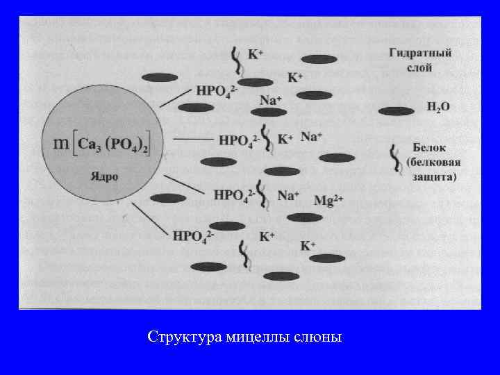 Структура мицеллы слюны 