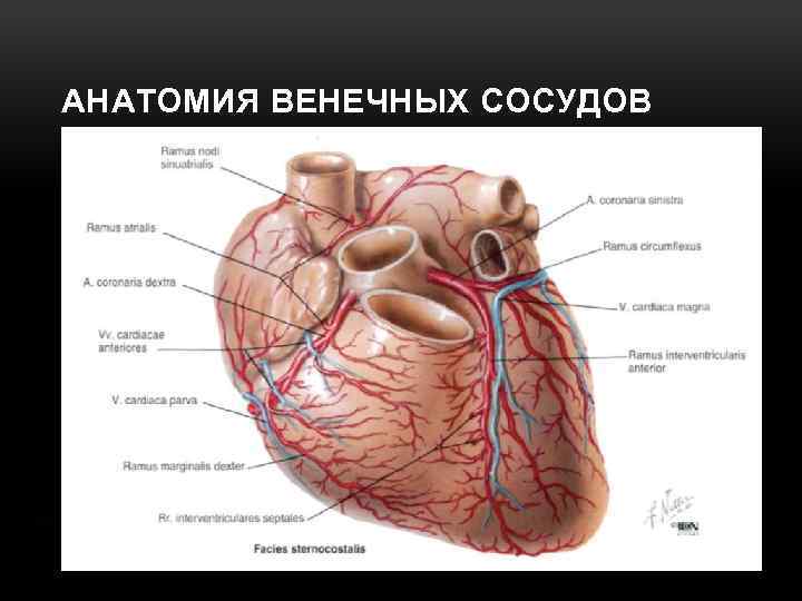 АНАТОМИЯ ВЕНЕЧНЫХ СОСУДОВ 