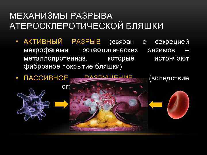 МЕХАНИЗМЫ РАЗРЫВА АТЕРОСКЛЕРОТИЧЕСКОЙ БЛЯШКИ • АКТИВНЫЙ РАЗРЫВ (связан с секрецией макрофагами протеолитических энзимов –