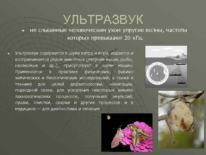 УЛЬТРАЗВУК u u не слышимые человеческим ухом упругие волны, частоты которых превышают 20 к.