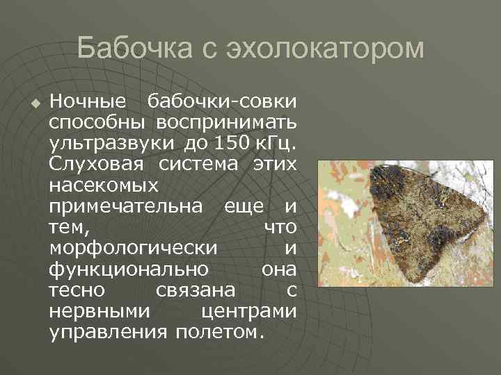 Бабочка с эхолокатором u Ночные бабочки-совки способны воспринимать ультразвуки до 150 к. Гц. Слуховая