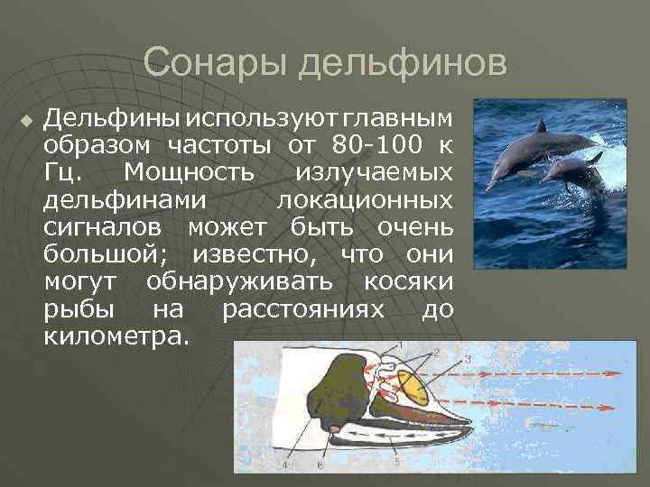 Сонары дельфинов u Дельфины используют главным образом частоты от 80 -100 к Гц. Мощность
