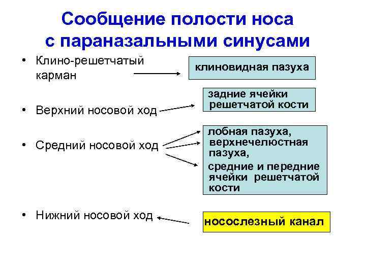 Сообщение полости носа с параназальными синусами • Клино-решетчатый карман • Верхний носовой ход •