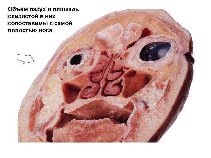 Объем пазух и площадь слизистой в них сопоставимы с самой полостью носа 