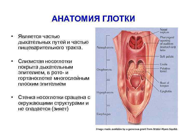 АНАТОМИЯ ГЛОТКИ • Является частью дыхательных путей и частью пищеварительного тракта. • Слизистая носоглотки