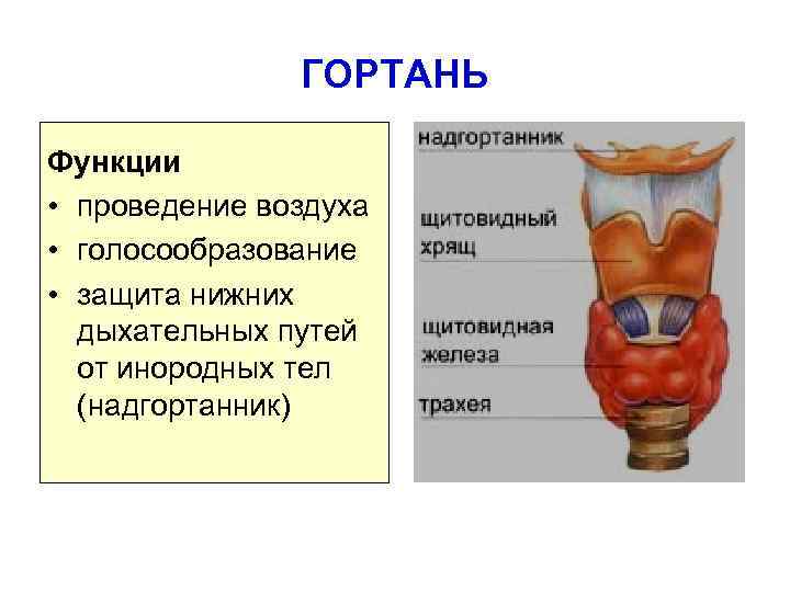 ГОРТАНЬ Функции • проведение воздуха • голосообразование • защита нижних дыхательных путей от инородных