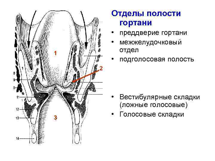 Отделы гортани. Отделы полости гортани межжелудочковый отдел. Преддверие гортани  межжелудочковый отдел подголосовая полость. Голосовые и вестибулярные складки. Складки гортани анатомия.