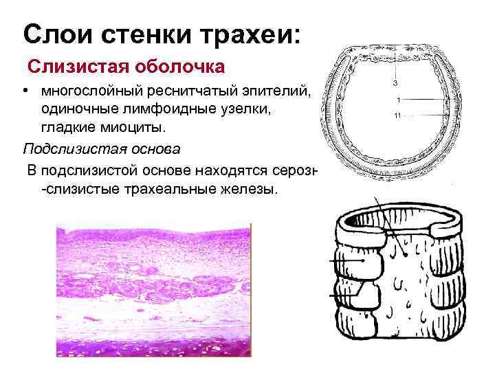 Слои стенки трахеи: Слизистая оболочка • многослойный реснитчатый эпителий, одиночные лимфоидные узелки, гладкие миоциты.