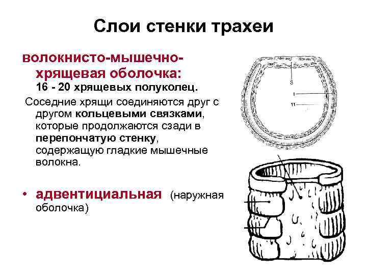 Слои стенки трахеи волокнисто-мышечнохрящевая оболочка: 16 - 20 хрящевых полуколец. Соседние хрящи соединяются друг