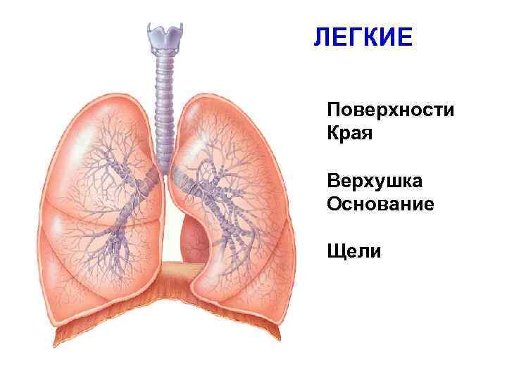 Поверхности легкого. Дыхательная поверхность легких. Легкие поверхности и края. Легкие верхушка основание. Верхушка и основание легкого верхушка легкого.