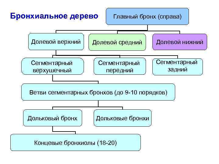 Бронхиальное дерево Долевой верхний Сегментарный верхушечный Главный бронх (справа) Долевой средний Сегментарный передний Долевой