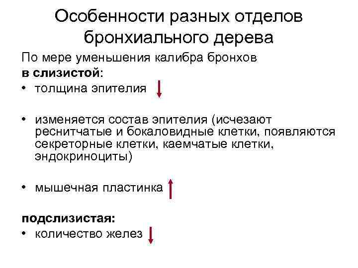 Особенности разных отделов бронхиального дерева По мере уменьшения калибра бронхов в слизистой: • толщина