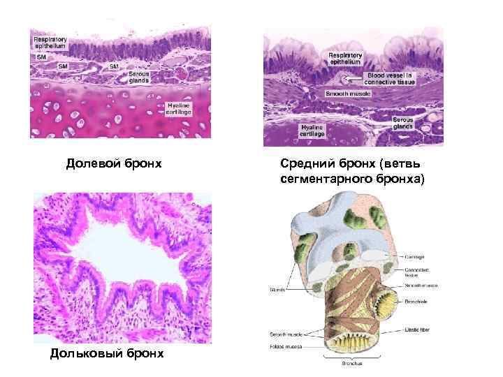 Долевой бронх Дольковый бронх Средний бронх (ветвь сегментарного бронха) 