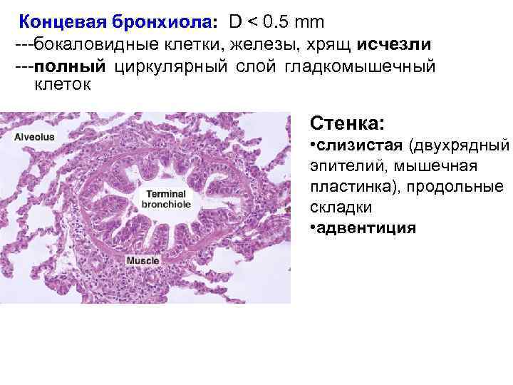 Концевая бронхиола: D < 0. 5 mm ---бокаловидные клетки, железы, хрящ исчезли ---полный циркулярный