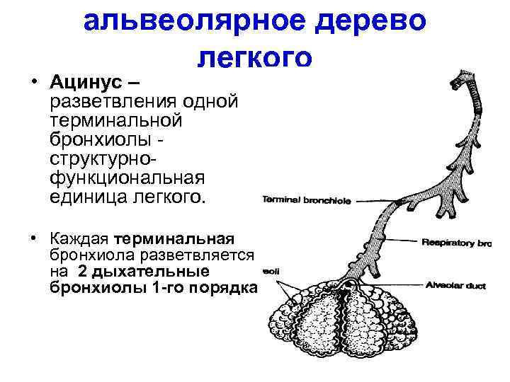 У кита альвеолярные легкие. Схема строения бронхиального и альвеолярного дерева легких. Строение бронхиального дерева с альвеолами. Бронхиальное и альвеолярное дерево строение и функции. Строение легочного ацинуса.