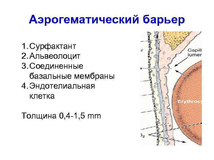 Аэрогематический барьер 1. Сурфактант 2. Альвеолоцит 3. Соединенные базальные мембраны 4. Эндотелиальная клетка Толщина