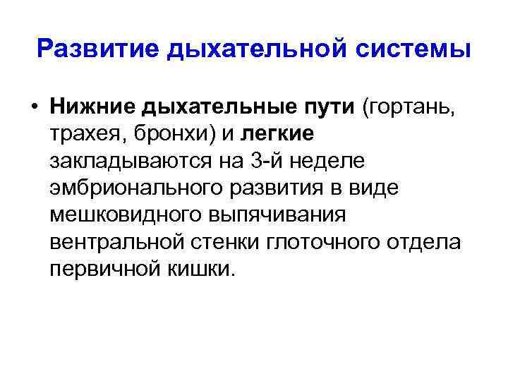 Развитие дыхательной системы • Нижние дыхательные пути (гортань, трахея, бронхи) и легкие закладываются на