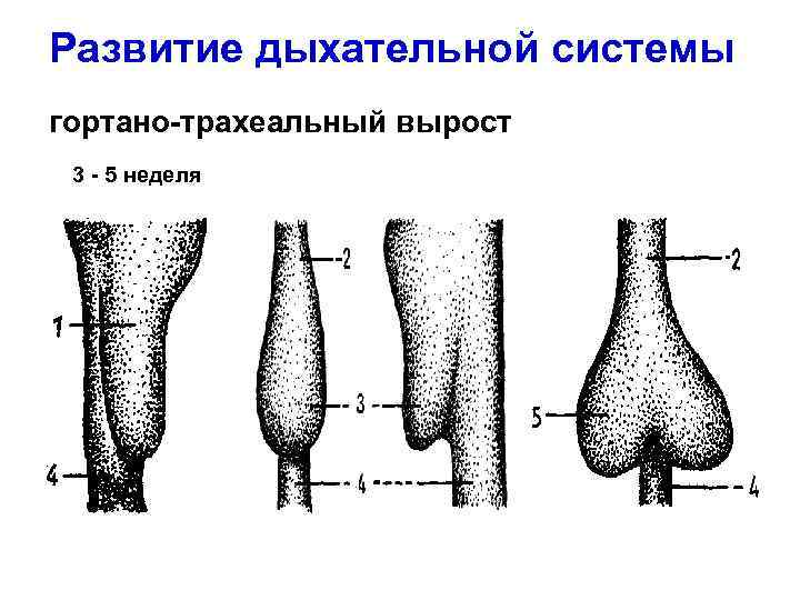 Развитие дыхательной системы гортано-трахеальный вырост 3 - 5 неделя 