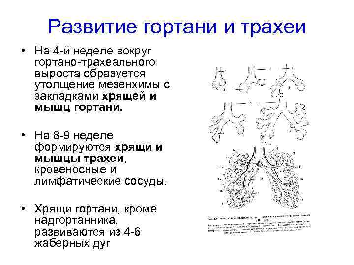 Развитие гортани и трахеи • На 4 -й неделе вокруг гортано-трахеального выроста образуется утолщение