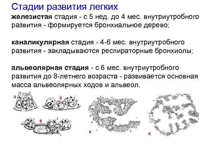 Стадии развития легких железистая стадия - с 5 нед. до 4 мес. внутриутробного развития