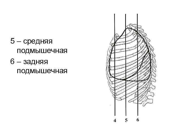 5 – средняя подмышечная 6 – задняя подмышечная 