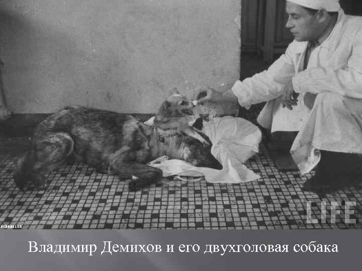 Владимир Демихов и его двухголовая собака 