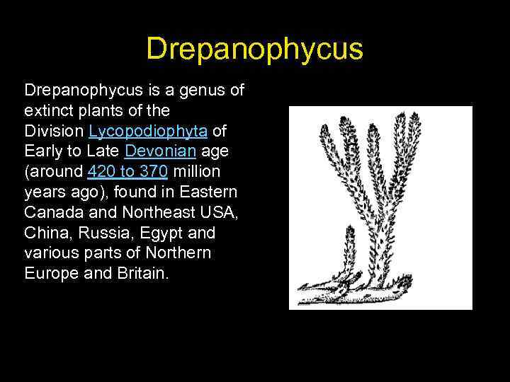 Drepanophycus is a genus of extinct plants of the Division Lycopodiophyta of Early to