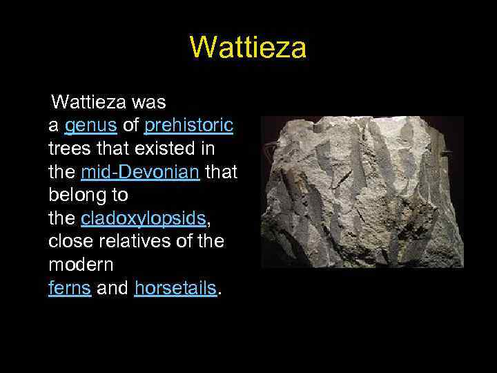 Wattieza was a genus of prehistoric trees that existed in the mid-Devonian that belong