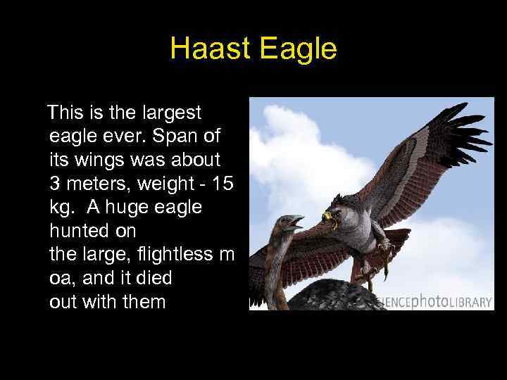 Haast Eagle This is the largest eagle ever. Span of its wings was about