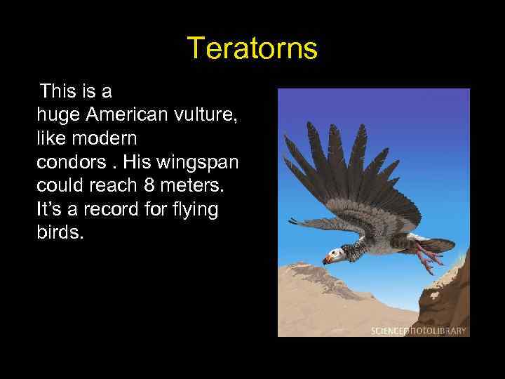 Teratorns This is a huge American vulture, like modern condors. His wingspan could reach