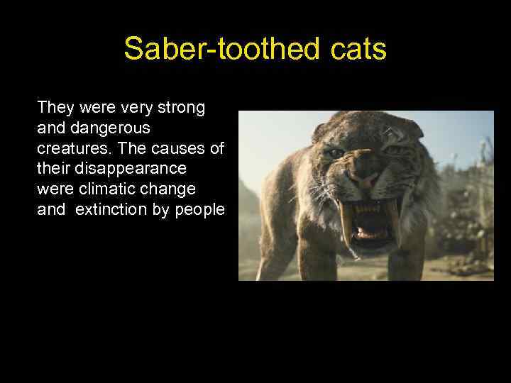 Saber-toothed cats They were very strong and dangerous creatures. The causes of their disappearance