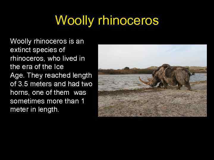 Woolly rhinoceros is an extinct species of rhinoceros, who lived in the era of