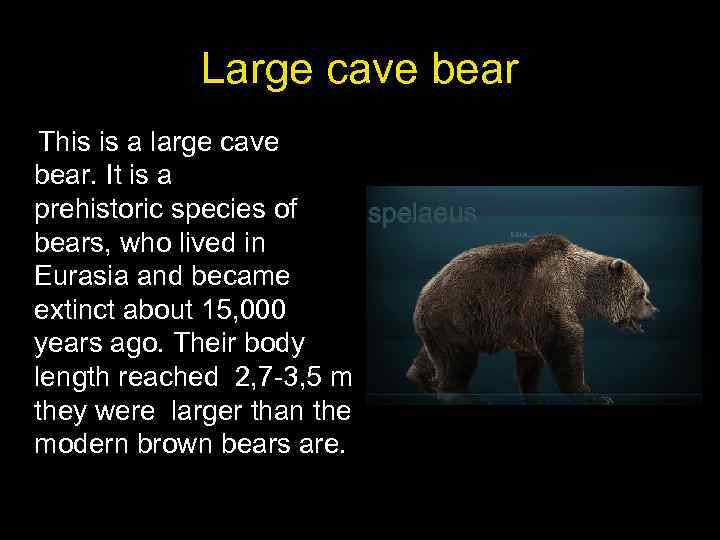 Large cave bear This is a large cave bear. It is a prehistoric species