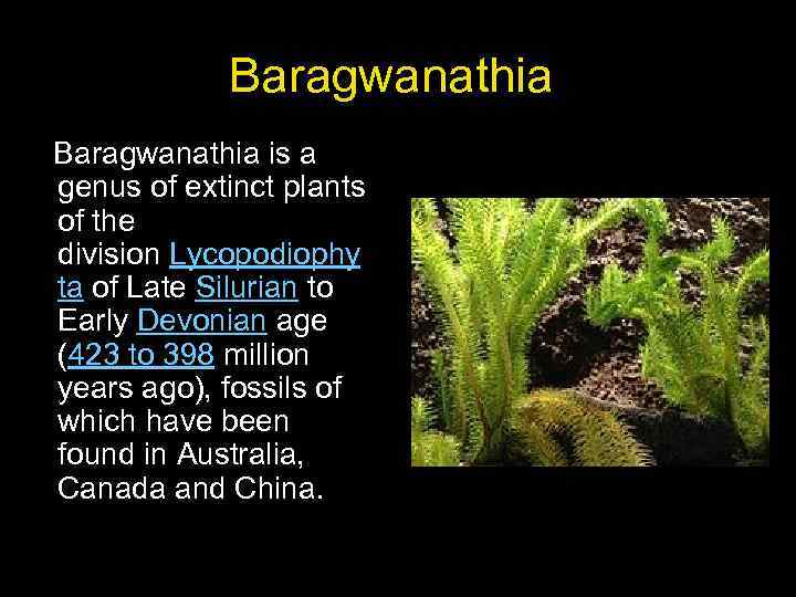 Baragwanathia is a genus of extinct plants of the division Lycopodiophy ta of Late