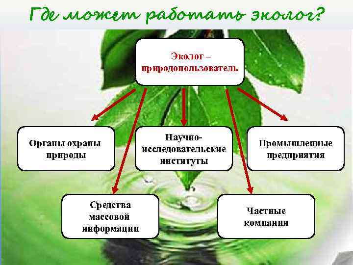 Где может работать эколог? Эколог – природопользователь Органы охраны природы Средства массовой информации Научноисследовательские