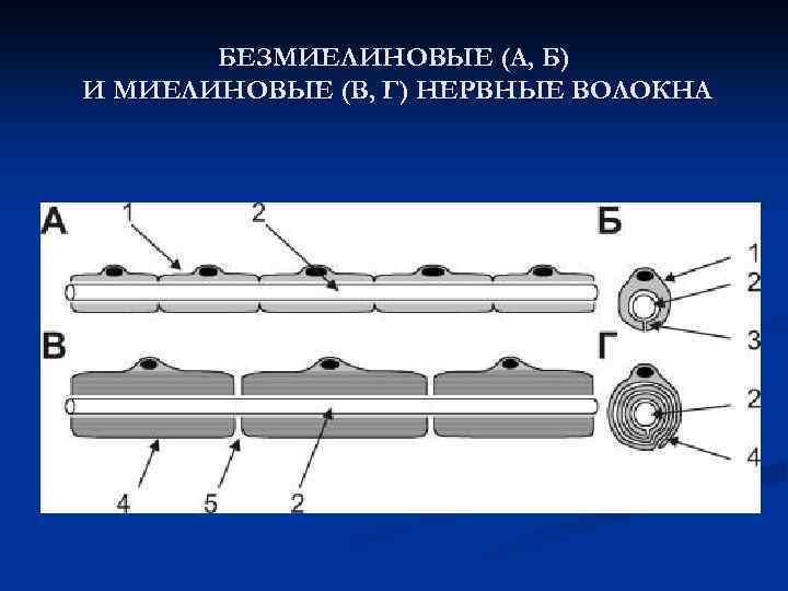 БЕЗМИЕЛИНОВЫЕ (А, Б) И МИЕЛИНОВЫЕ (В, Г) НЕРВНЫЕ ВОЛОКНА 