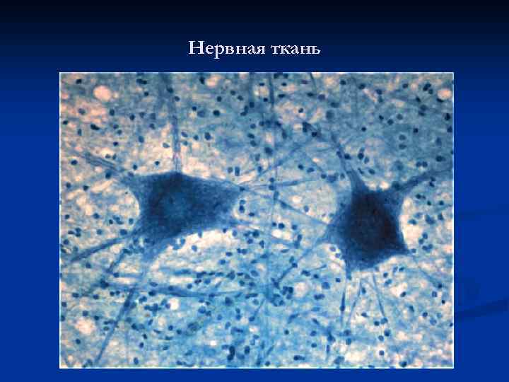 Нервная ткань 