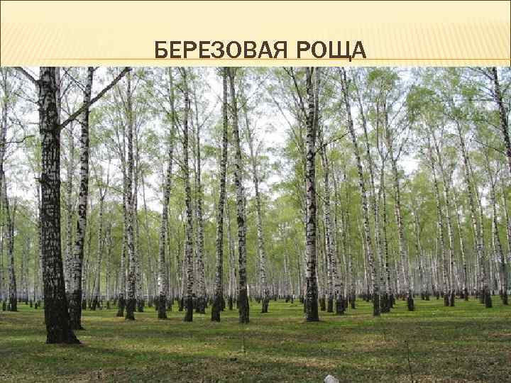 БЕРЕЗОВАЯ РОЩА 