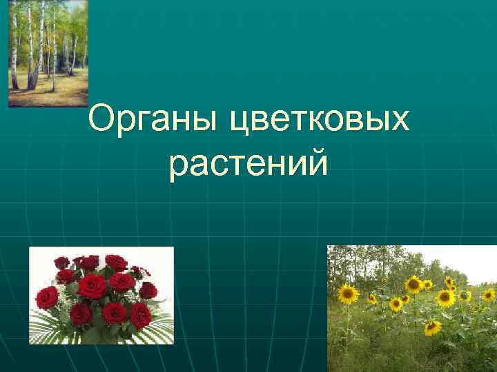 Органы цветковых растений 