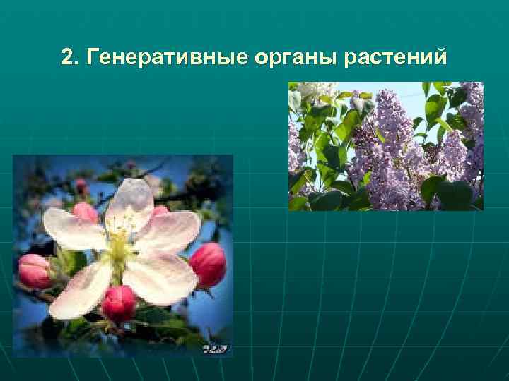 2. Генеративные органы растений 