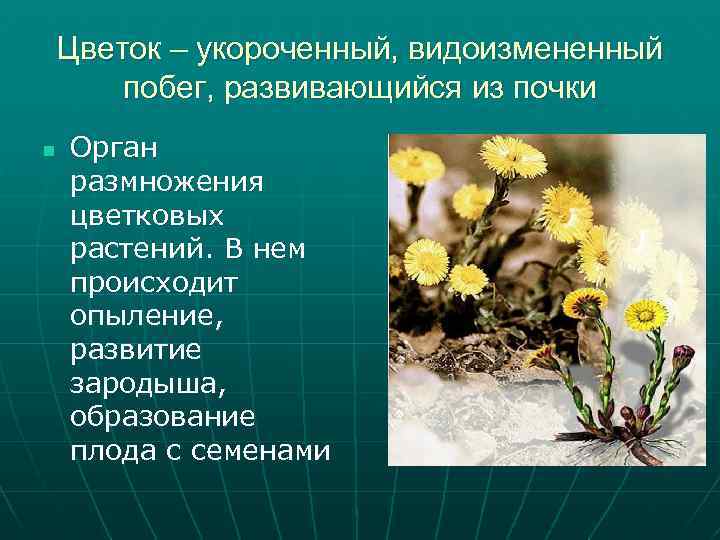 Цветок – укороченный, видоизмененный побег, развивающийся из почки n Орган размножения цветковых растений. В